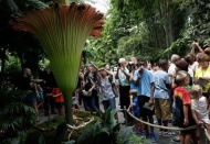 这株巨花魔芋盛开后，已有众多游客在洛夫蒂山植物园排队等候观赏及嗅闻它的气味。