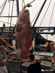 汕头南澳县云澳镇渔民捕到一条重达175公斤的石斑鱼