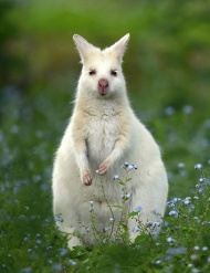 据英国《每日邮报》3月24日报道，澳大利亚塔斯马尼亚州(Tasmanian)一种罕见的白化病小袋鼠奇迹般扩大种群，专家称是因为它们缺少天敌，突变的白化病基因才得以遗传，数量从而适当地扩大。