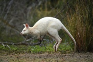 澳大利亚塔斯马尼亚州(Tasmanian)一种罕见的白化病小袋鼠奇迹般扩大种群，专家称是因为它们缺少天敌，突变的白化病基因才得以遗传，数量从而适当地扩大。