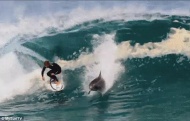澳职业冲浪选手偶遇海豚与其并肩冲浪