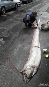 最近地震频频，皇带鱼的现身，让不少网友调侃称，这是被震出来的。