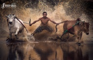 6月17日报道，印度尼西亚巴杜珊卡尔庆祝举行传统的Pacu Jawi奔牛比赛，该节日每年在泥泞的稻田中举行，参赛者拽住牛尾巴，赤脚踩在一块木板上，在泥坑中滑行保持平衡，展示牛的力量，众牛拉着参赛者在泥田中飞奔驰骋，溅起的泥浆将他们淹没其中。
