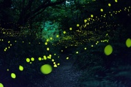 Amazing fireflies in Japan!