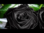 Amazing BLACK rose only in Turkey!
