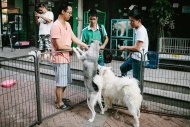 夏军和同事跑遍了武汉的宠物店、狗场，建立了丰富的数据库。