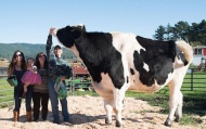 近日，世界上最大的奶牛现身美国加利福尼亚州尤卡丽的一座农场。该奶牛属于荷兰品种，高达1.9米，重达1043公斤，每天饮用378升水，食用45公斤干草。