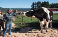 据悉，该荷兰奶牛名叫丹尼尔，而它的主人肯•法尔利已经邀请吉尼斯世界纪录的工作人员去进行测量。丹尼尔有望获得世界最大奶牛称号。