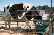 美国惊现世界最大奶牛高1.9米 每天排泄136斤