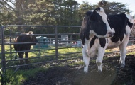 世界上最大的奶牛现身美国加利福尼亚州尤卡丽的一座农场。该奶牛属于荷兰品种，高达1.9米，重达1043公斤，每天饮用378升水，食用45公斤干草。