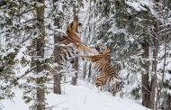 近日，德国摄影师英戈·格拉克(Ingo Gerlach)在瑞典中部的比约恩野生动物公园内抓拍到一对雄性西伯利亚虎为争伴侣在雪地相斗的照片，画面精彩，令人震撼。