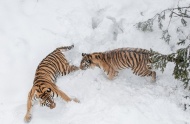近日，德国摄影师英戈·格拉克(Ingo Gerlach)在瑞典中部的比约恩野生动物公园内抓拍到一对雄性西伯利亚虎为争伴侣在雪地相斗的照片，画面精彩，令人震撼。