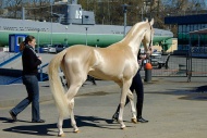 目前这种品种的马在世界上仅仅剩下1250匹。