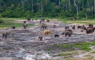照片中，一群灰色的大象正站在棕绿相间的沼泽地上，而其中一头浑身金色的大象颇为引人注目。和其他大象相比，它浑身金光闪闪，颇为显眼，而且正大摇大摆地穿梭在象群中。
