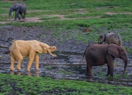 独树一帜！中非大象泥浴后变“黄金象”