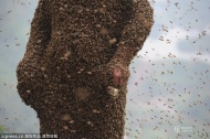 2014年4月9日上午，重庆市渝北区一处小山坡边，34岁的佘平赤裸着上身站在称上，四个工人从蜂箱里取出一匹匹的蜜蜂，手一抖，嗡嗡作响的蜜蜂由于受到系在他身上的16只蜂王气味的影响，立即从下往上一层层地往男人的身上蜂拥而上，46.8万只小蜜蜂为他织成一件蜂衣，蜂衣重达91.30斤。