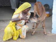 2010年9月1日，印度拉贾斯坦邦比卡内尔附近的村庄，当地妇女以母乳喂养一头牛犊。她每天都要给这头牛犊喂3至4次奶。她觉得这是很自然，很神圣的一件事。她说这只小牛的妈妈已经死了，自己的孩子也已经3岁了，用不着喝那么多母乳。现在她的母乳能养大这只小牛是一件好事。而且这只小牛很乖，喜欢趴在她腿上。除了她的乳汁，她还会喂小牛印度的传统面包。