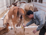 2014年1月14日，印度阿格拉，当地的印度教信徒相信奶牛的尿液能治百病，便在奶牛撒尿时拿杯子去接。据悉，在印度教传统中饮用尿液具有特殊疗效，尽管没有科学论证但目前这一传统在印度北部又重新风靡起来。 