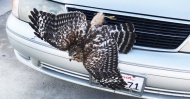 据Insideedition12月6日报道，美国一名司机开了30英里（约96里）路后才惊讶地发现自己的车头上卡了一只鹰。