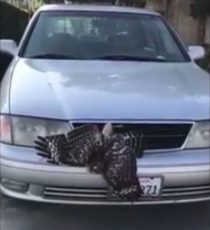 利福尼亚州一名司机在高速公路开车时感到有什么东西撞上了车头，但他什么也没看到，继续往前走。直到他又开了30英里后才发现一只鹰困在了车头的格栅上。