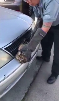加利福尼亚州霍桑市的警察说，当这只鹰与高速公路上的车辆相撞时，它被卡住了。他们说，司机又跑了30英里才意识到这只鸟被困在了车头上