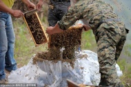 2014年4月9日上午，重庆市渝北区一处小山坡边，34岁的佘平赤裸着上身站在称上，四个工人从蜂箱里取出一匹匹的蜜蜂，手一抖，嗡嗡作响的蜜蜂由于受到系在他身上的16只蜂王气味的影响，立即从下往上一层层地往男人的身上蜂拥而上，46.8万只小蜜蜂为他织成一件蜂衣，蜂衣重达91.30斤。