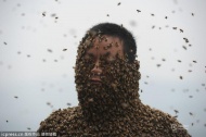 嗡嗡作响的蜜蜂由于受到系在他身上的16只蜂王气味的影响，立即从下往上一层层地往男人的身上蜂拥而上。