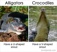 Alligators Vs Crocodiles