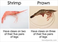 Shrimp Vs Prawn