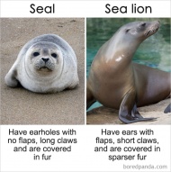 Seal Vs Sea Lion