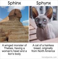 Sphinx Vs Sphynx