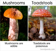 Mushrooms Vs Toadstools