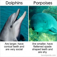 Dolphins Vs Porpoises