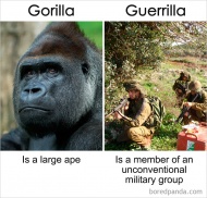 Gorilla Vs. Guerrilla