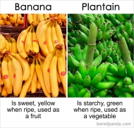 Banana Vs Plantain