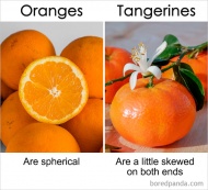 Oranges Vs Tangerines
