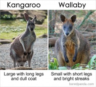 Kangaroo Vs Wallaby