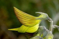 这种野百合像极蜂鸟，因此又得名青鸟花