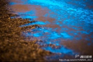 近日，每到夜晚，大连甘井子区大黑石浴场附近就会出现大片蓝色发光海水，远远望去，犹如蓝色星河坠落人间。