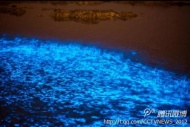 悉，这是微生物鞭毛藻受外界骚扰释放的光亮。大连成了世界第七个有着蓝色迷人海滩的&quot;圣地&quot;。