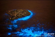 悉，这是微生物鞭毛藻受外界骚扰释放的光亮。大连成了世界第七个有着蓝色迷人海滩的&quot;圣地&quot;。
