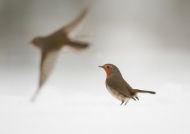 Low-level electromagnetic noise—the kind that urban areas are now awash in—can disable a critical tool songbirds use to migrate, scientists say.
Cracking Mystery Reveals How Electronics Affect Bird Migration
news.nationalgeographic.com
The robins seemed to have no idea where north was. &quot;The birds basically jumped in random directions every spring and autumn for three years,&quot; Mouritsen says.