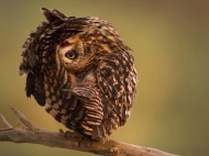 Photo of the Day: An owl stretches on a tree branch in a Kuwait natural reserve. #photography
Owl -- National Geographic Photo of the Day
photography.nationalgeographic.com
An owl stretches on a nature reserve in Kuwait in this National Geographic Photo of the Day from the Traveler Photo Contest.