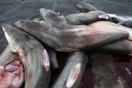 阿联酋迪拜，被割掉鱼翅的鲨鱼堆在鱼市里。全球鱼翅交易一年高达上亿美元，而为了取得这些鱼翅，每年有上千万头鲨鱼被捕杀。专家估计，近海某些鲨鱼种类的数量已经下降了90%。