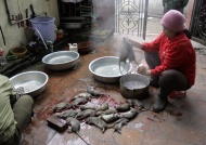 越南北宁省，当地居民正在烹制老鼠肉。数个世纪来当地居民都将老鼠当做美味佳肴，它们可以和许多菜肴搭配食用，而简单的油炸和焖煮也是不错的选择。