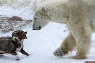 加拿大曼尼托巴省，一条意志坚定的狗狗挑战巨大的北极熊并取得了胜利。面对不怀好意，体积是自己好几倍的北极熊一步步靠近时，勇敢的狗狗丝毫没有退缩，站起身准备向入侵者发动攻击，成功逼退北极熊，并迫使其保持距离，据悉，该狗狗之前是一条雪撬犬，被主人称赞为是世界上最强的。
