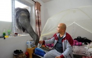2014年11月7日，重庆，驯兽师刘进城的寝室设在象房院子的隔壁，和大象吃住在一起，每天早晨大象螺纹都把鼻子伸进他的卧室窗子叫醒他，讨要吃的。