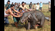 Villagers rescue a wild elephant calf Monday, December 15, at a rice paddy field in India's northeastern Assam state. The elephant had been separated from its herd.