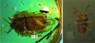 中科院南京地质古生物研究所的专家们，在研究缅甸琥珀时发现：一只6毫米大的介壳虫妈妈，卵囊里“睡”着55个介壳虫