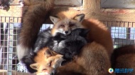 日本的狐狸村：这座狐狸村生活着6个不同的狐狸物种，每个物种的数量都超过100只。在日本，狐狸被认为是负责农业的稻荷神的信使。